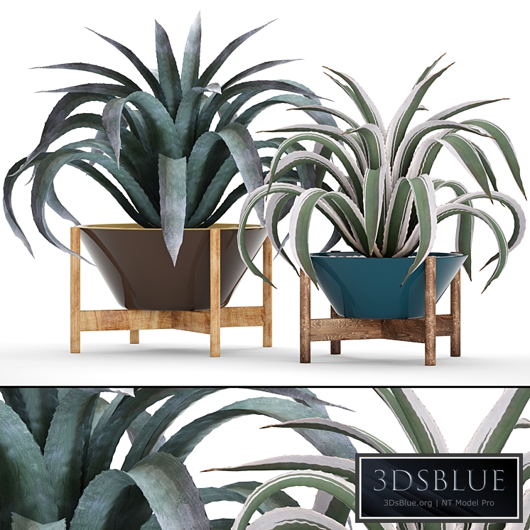 Collection of plants 74. Agave, agave, aloe, cactus, outdoor pot, flowerpot, mexican, decorative, prickly