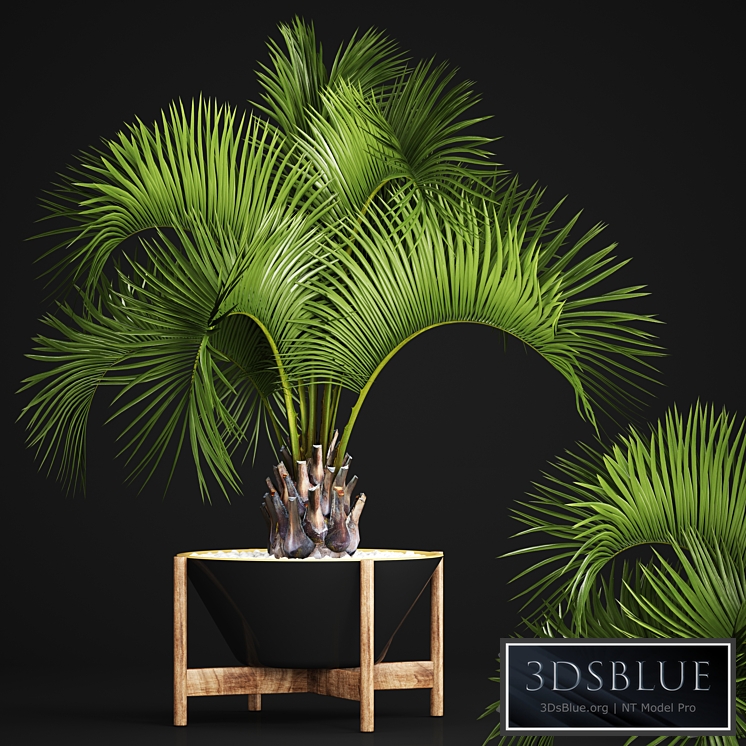 Butia capitata palm, Decorative palm tree in a black flowerpot, office plants, interior, loft, flower, butia