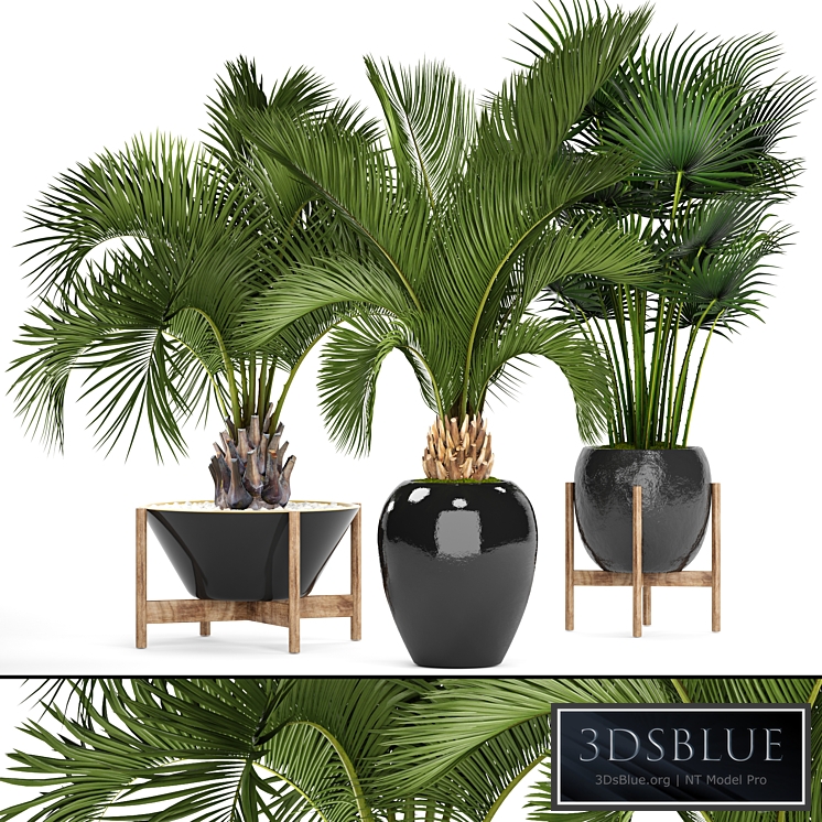 Collection of plants 78. Palm trees. Pot, black flowerpot, decorative palm, fan, butia, date, exotic, tropical, dates