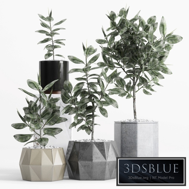 Plants and Planters _9 (Ficus Elastica)