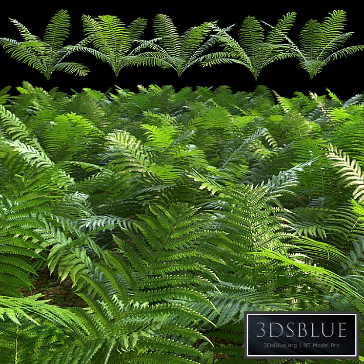 Set of ferns