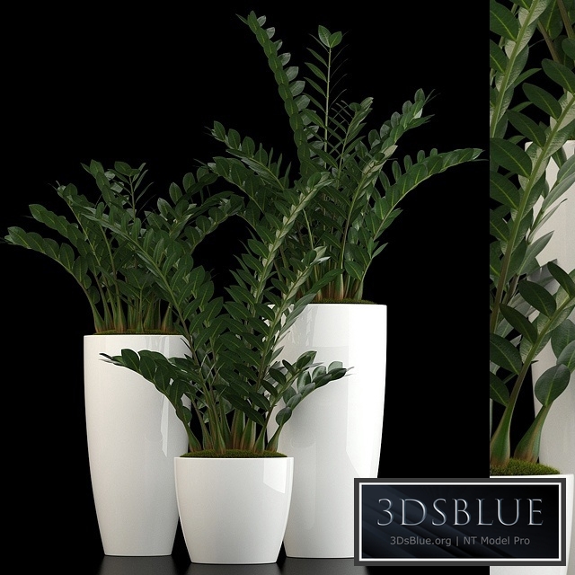 Plants collection 56