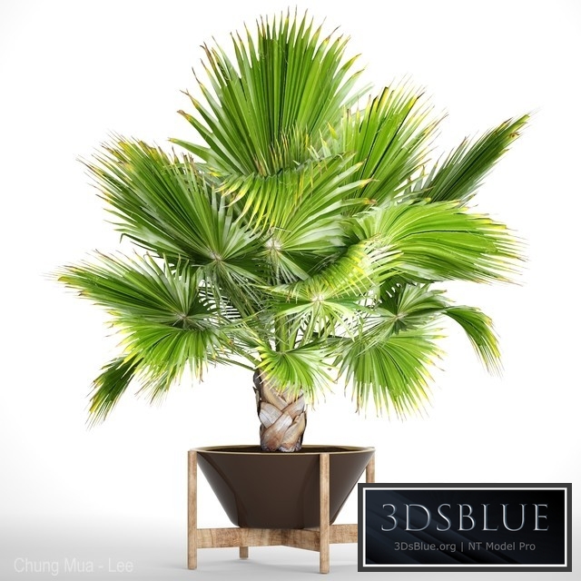 Brahea edulis 2. fan palm, brachea, bismarckia, palm tree in a flowerpot, pot, decorative, outdoor, blue palm