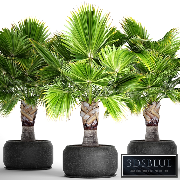 Brahea edulis. Brachea, fan palm, decorative, outdoor, indoor, black pot, flowerpot