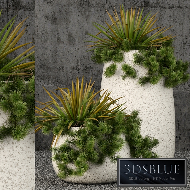 Plants collection 57