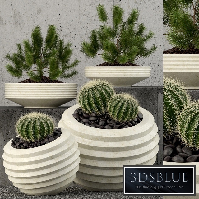 Plants collection 58