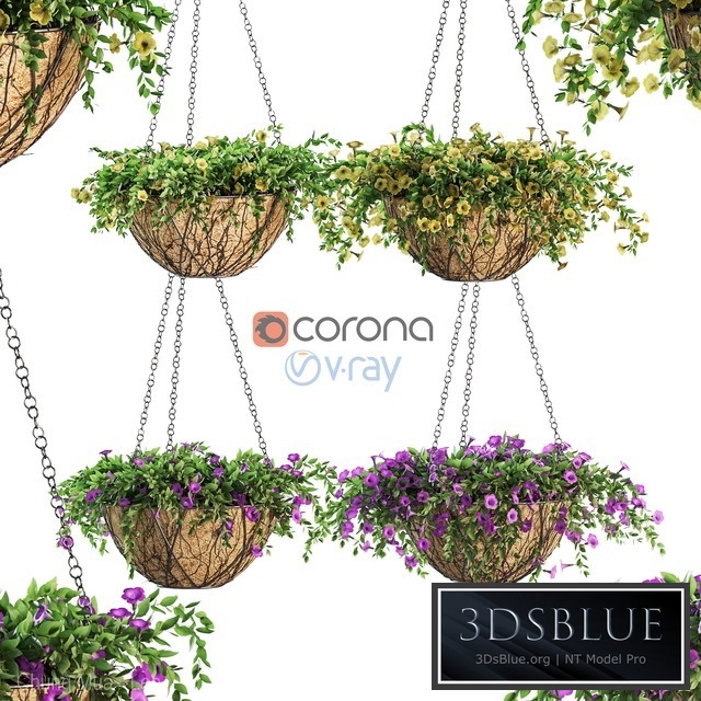 Flowers in a flower pot on a chain. Petunia. 4 models