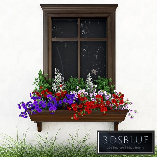 Petunia on the window