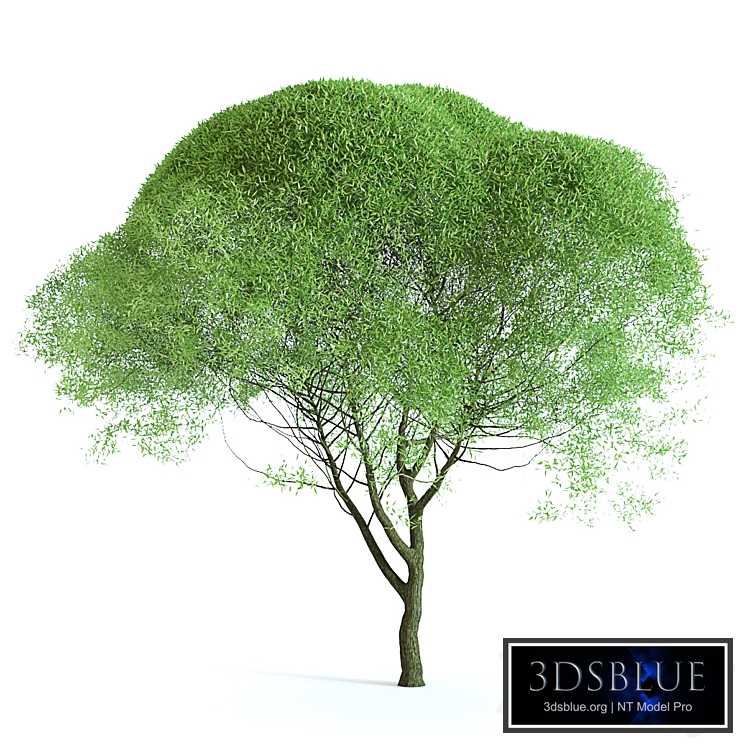 Iva Brittle (Spheroidal)