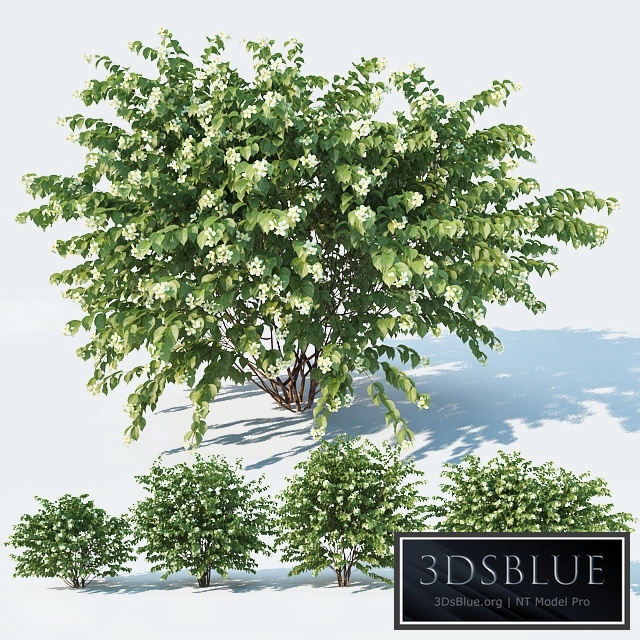 Philadelphus Coronarius 4 versions