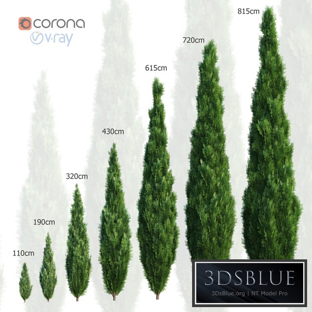 Thuya. Set of 7 models