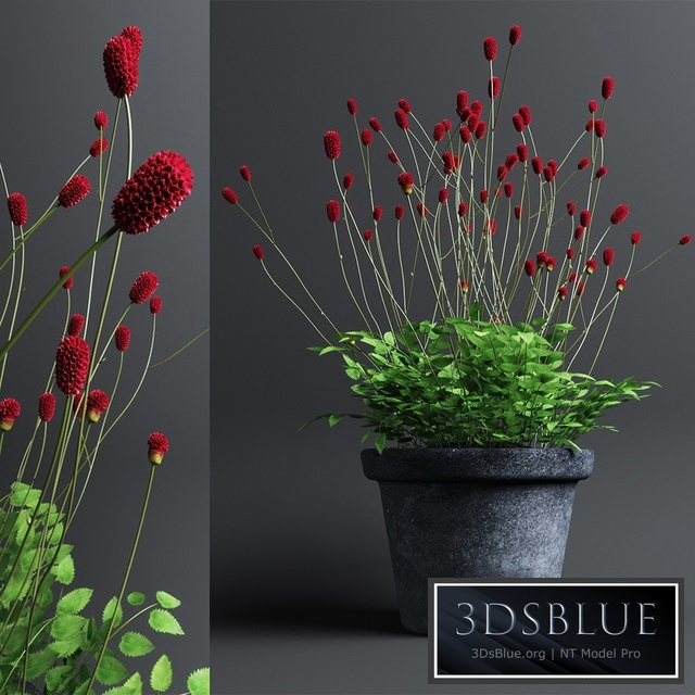 Plant The bloodthirsty. Sanguisorba