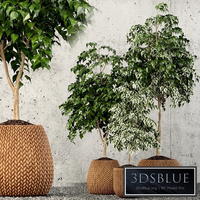 Plants collection 62