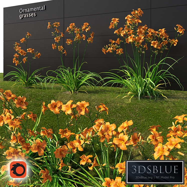 Liljernik yellow / Hemerocallis lilioasphodelus (CORONA version)