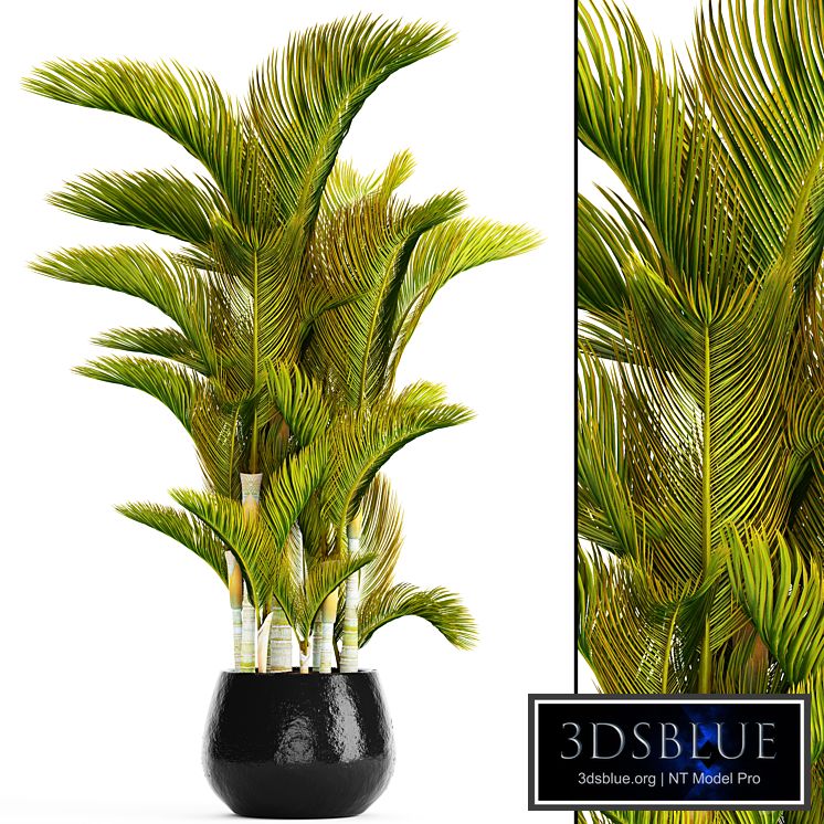 Dypsis lutescens - Dyssic yellowish, Dipsis yellowish, ornamental palm tree, tropical, exotic, thickets, plant, flowerpot, pot