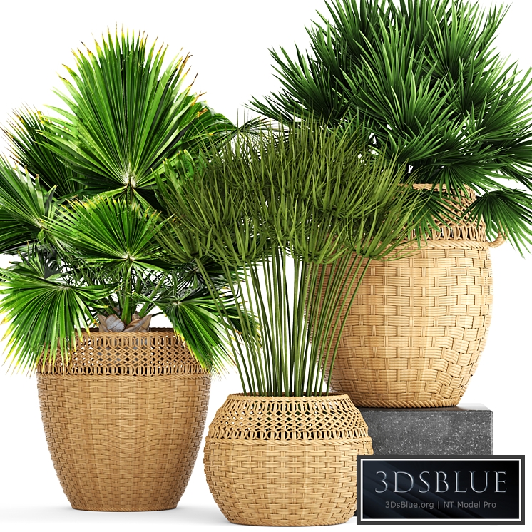 Collection of plants 103. Chamerops, brachea, fan palm, wicker basket, rattan, flower, pot, bush, umbellate