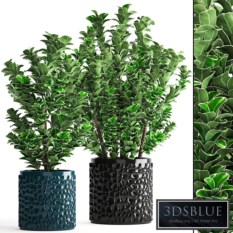 Collection of plants 104. boxwood, flower, pot, bush, office plants, decorative, flowerpot