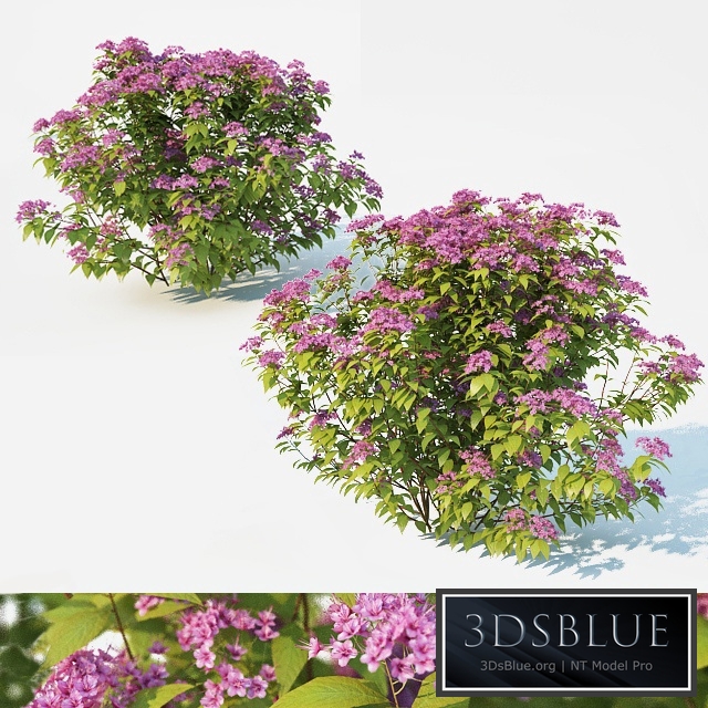 Spirea Japonica 2 sizes