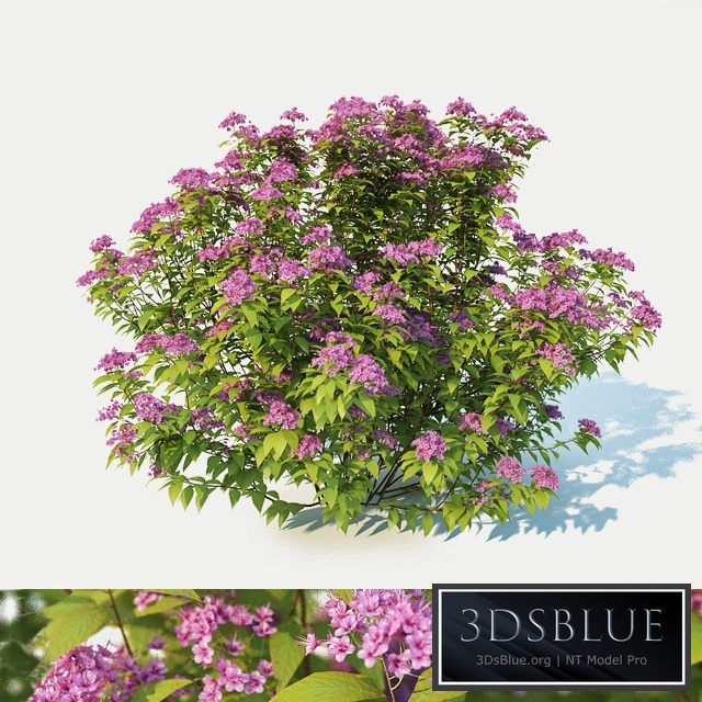 Spirea Japonica large, 100cm