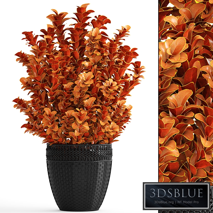 Berberis thunbergii, Barberry Thunberg, bushes, landscaping, garden pot, outdoor pot, bush, black basket, rattan