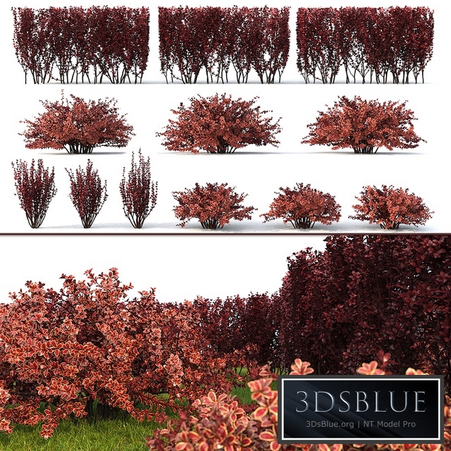 Berberis thunbergii 1