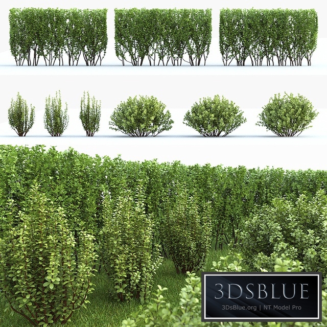 Barbaris Tunberga set №2