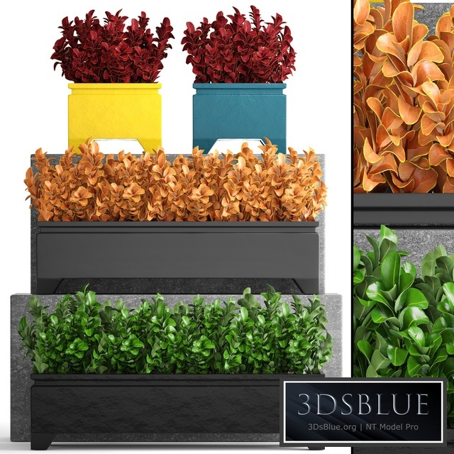 Collection of plants 110. Barberry, Barberry Thunberg, bushes, landscaping, garden flowerpot, outdoor pot, bush