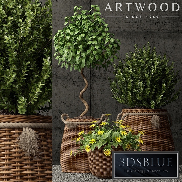 Plants collection 65