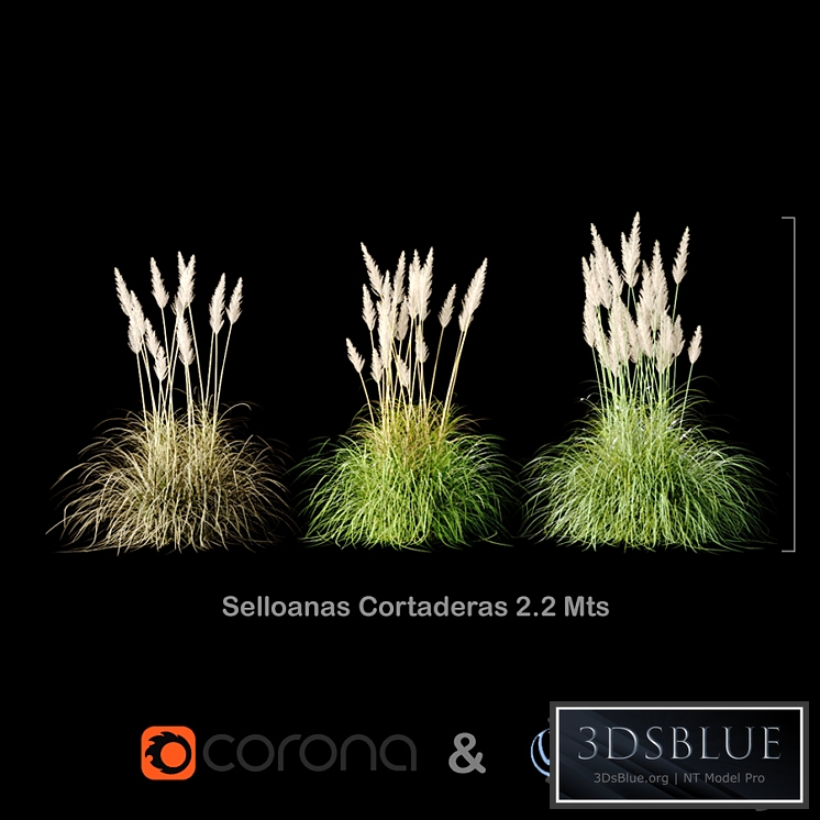 Selloanas Cortaderas Medium