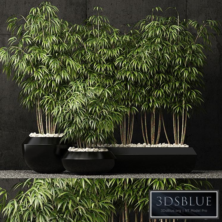 Plants collection 66