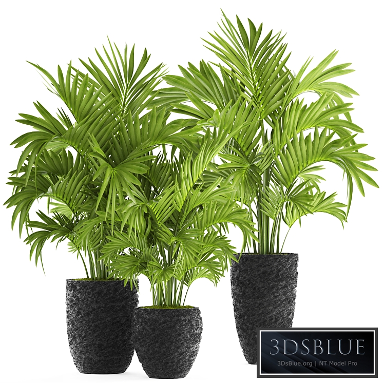 Collection of plants 118. Decorative palm trees, hovea, kentia, black pot, flowerpot, indoor, interior, areca, Howea forsteriana