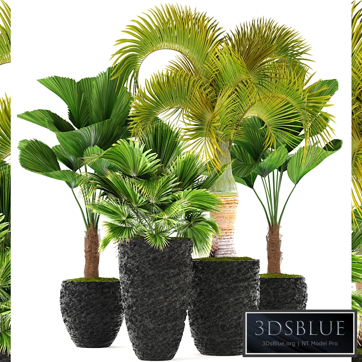 Collection of plants 120. Exotic plants, palm, chameropm, likuala, fan, Chioforbe, brochea, indoor, decorative, pot, flowerpot