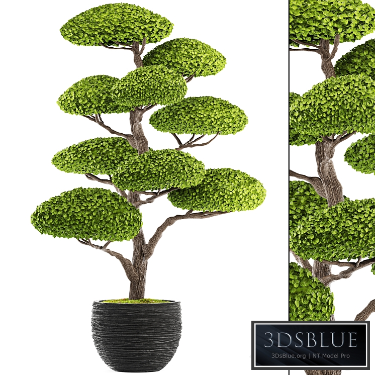 Niwaki 1, topiary, Niwaki, decorative tree, landscaping, flowerpot, pot, topiary