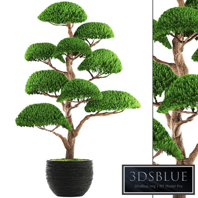 Niwaki 3, cedar, topiary, Niwaki, ornamental tree, landscaping, flowerpot, pot