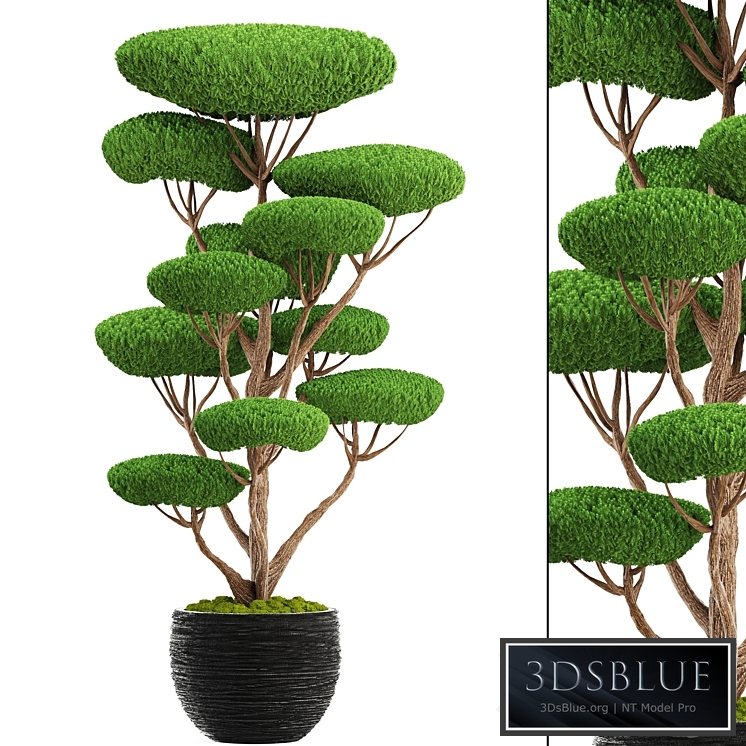 Niwaki 4. cedar topiary, topiary, nivaki, ornamental tree, garden plants, landscaping, pot, flowerpot