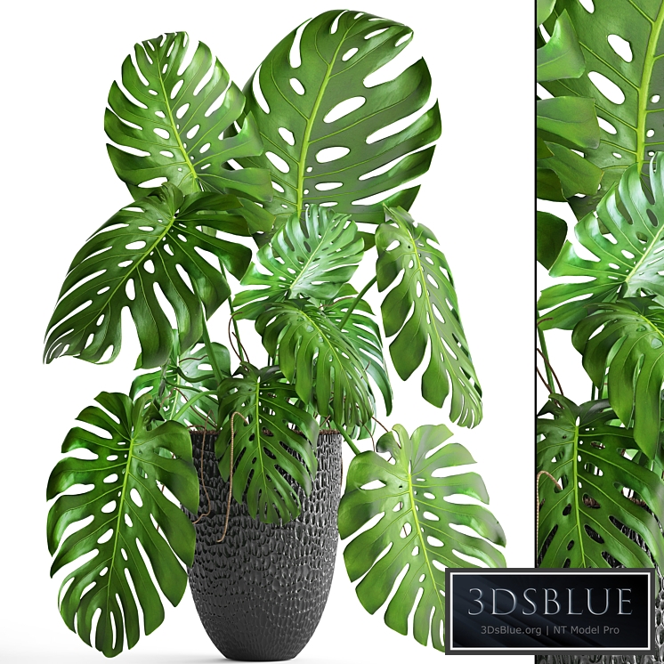 Monstera, bush, flower, pot, black flowerpot, indoor, interior