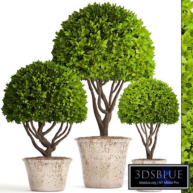 Collection of plants 126. Boxwood topiary, topiary, garden trees, garden plants, pot, outdoor flowerpot, bush, small tree