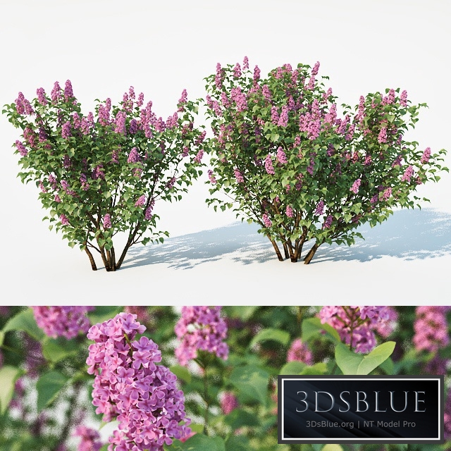 Lilac, Syringa vulgaris. 2 sizes