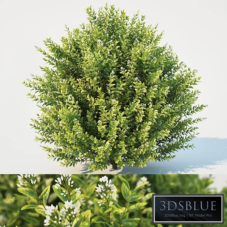 Ligustrum ovalifolium. Large