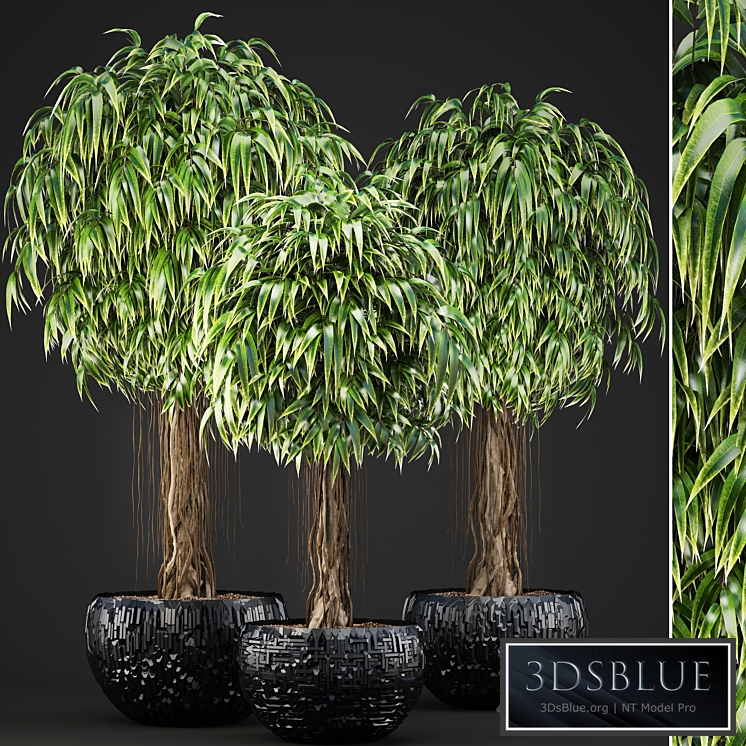 Collection of plants 131. Ficus Alii, Ficus binnendiyka, ornamental tree, black pot, loft, Ficus Ali, flowerpot