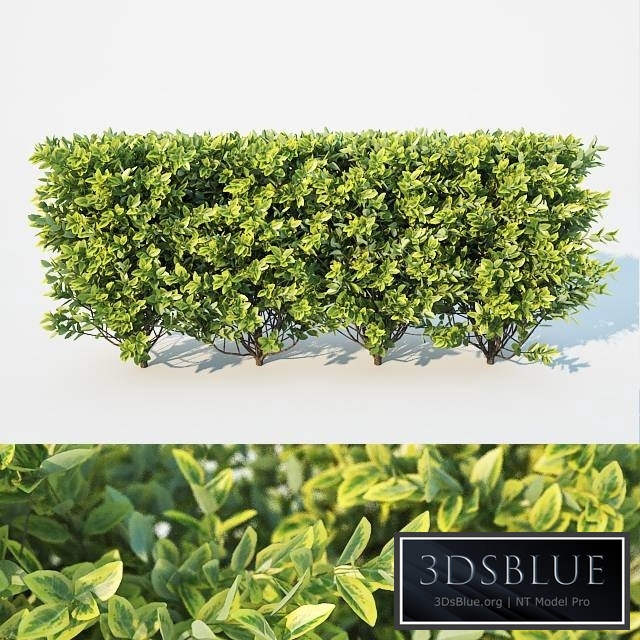 Ligustrum ovalifolium modular hedge. H 60cm