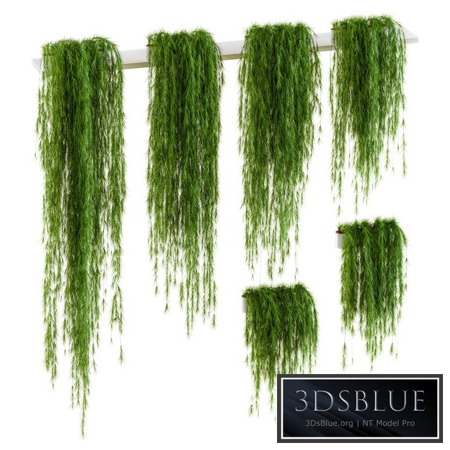 Plants for shelves. 6 items