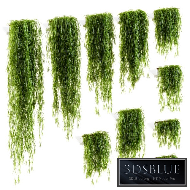 Plants on the shelves. 10 models