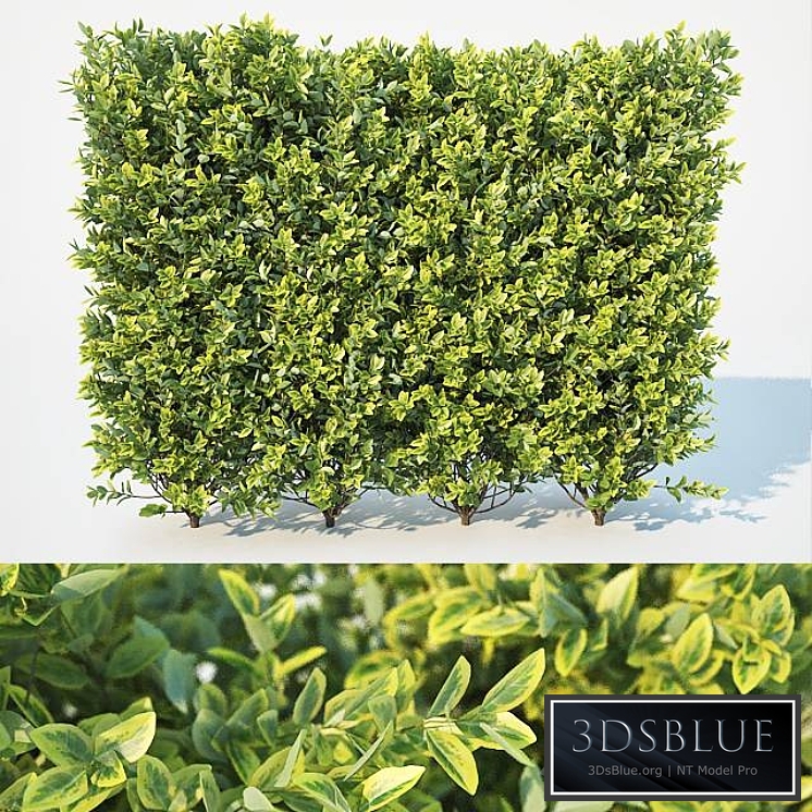 Ligustrum ovalifolium modular hedge. Large
