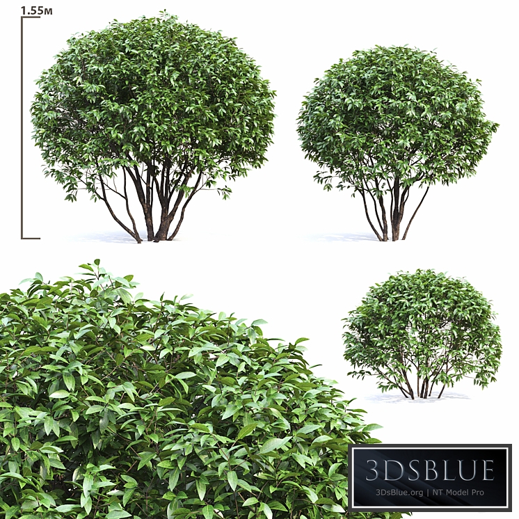 Ligustrum shining (Biryuchina)