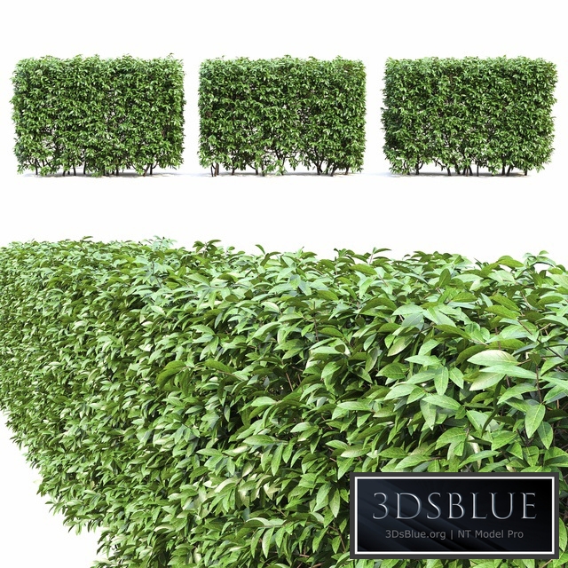Ligustrum hedge