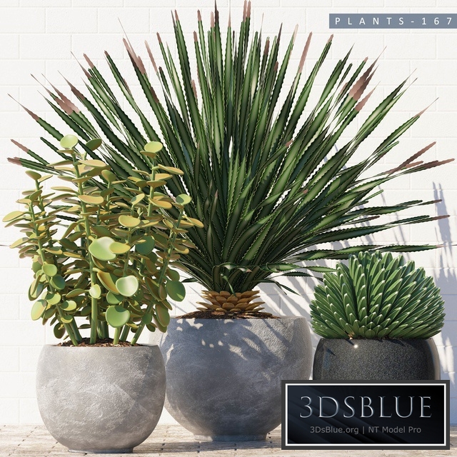 PLANTS 167
