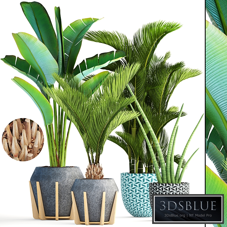 Collection of plants 148. Tropical, exotic, palm tree, dipsis, bush, concrete flowerpot, outdoor pot, strelitzia, Dypsis