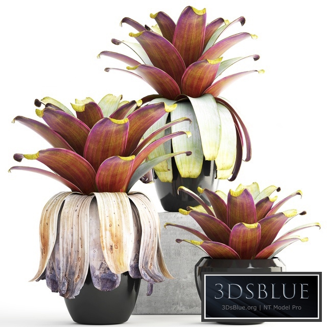 Collection of plants 149. Bromeliad, botanical garden, pot, flowerpot, bush, tropical, decorative, Bromelia