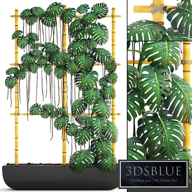 Monstera 7. vertical garden, phytowall, eco design, monstera, ornamental bush, pot, flowerpot